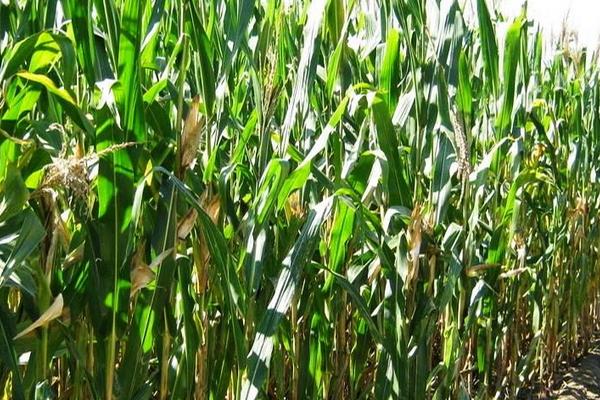 玉丰捷212玉米种子特点，中抗灰斑病