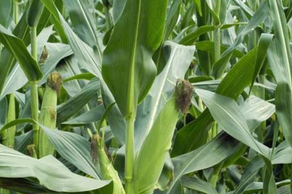 庆单37玉米品种的特性,中抗茎腐病