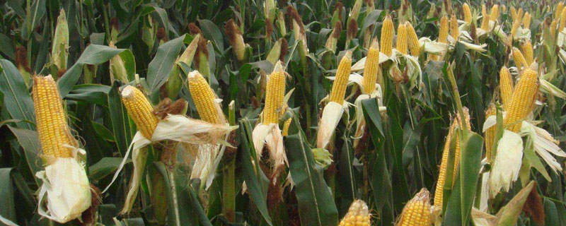 Dk385玉米品种简介，适宜播种期4月下旬至5月上旬