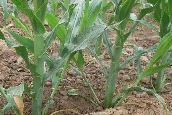 德科159玉米种子介绍,中抗茎腐病