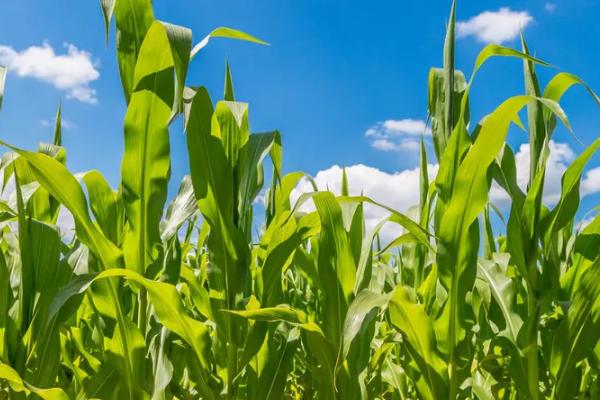 F2180玉米种子简介，中抗大斑病