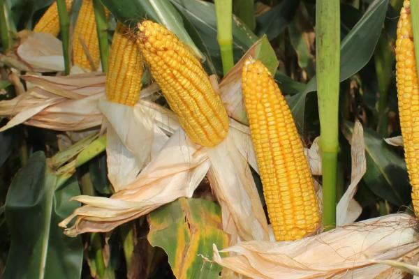 康农玉215玉米种子简介,适宜播种期4月下旬至5月上旬