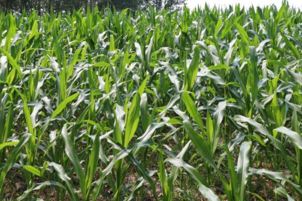 C3061玉米种子简介，密度5000株/亩左右