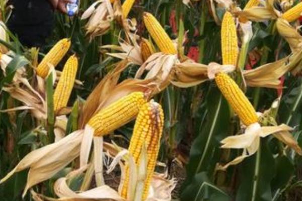 庆单37玉米品种的特性,中抗茎腐病