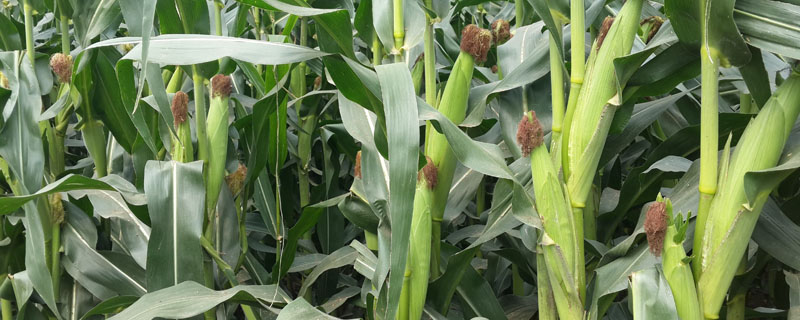 康农玉811玉米品种的特性，适宜播种期3月下旬到5月下旬