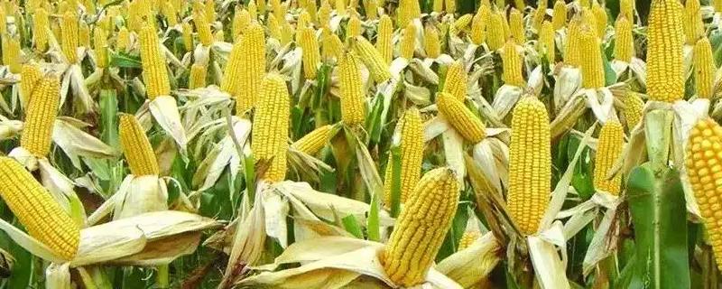 爱禾玉501玉米品种的特性，中抗小斑病