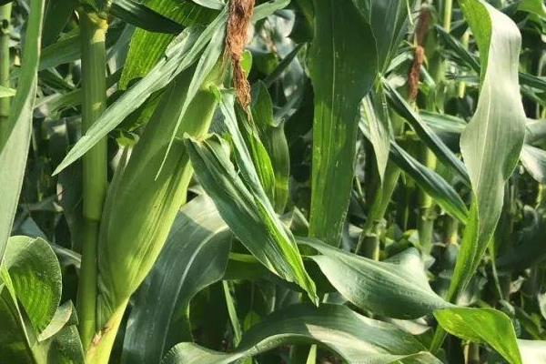 禹堃826玉米种子特征特性，适宜播种期4月下旬至5月上旬