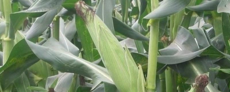隆平919玉米品种的特性，中抗茎腐病