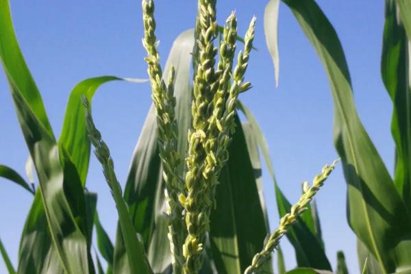 金诚6玉米种子特征特性，适宜播种期4月下旬至5月上旬