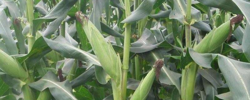央玉113玉米种子特点，适宜播种期4月中旬至5月上旬