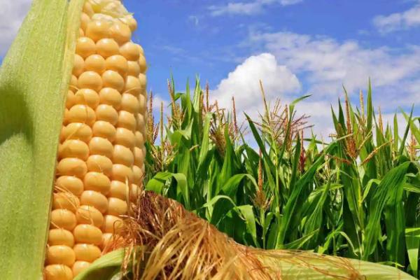 禹堃826玉米种子特征特性，适宜播种期4月下旬至5月上旬