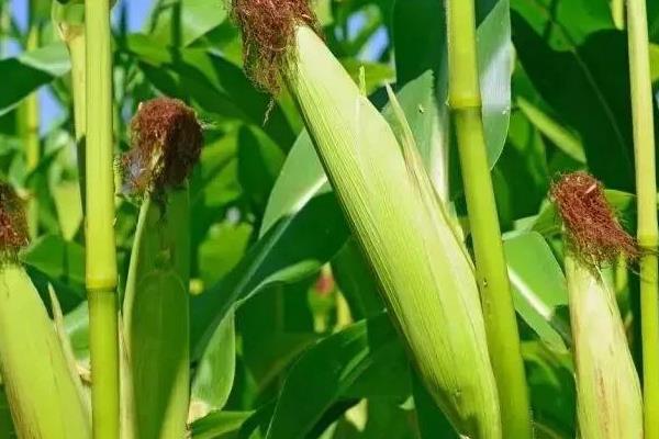 达祺507玉米种子简介，密度4500株/亩左右