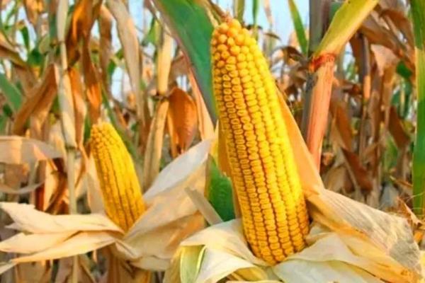 达祺507玉米种子简介，密度4500株/亩左右