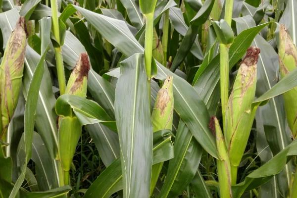 南青521玉米种子特征特性，密度4000—4500株/亩