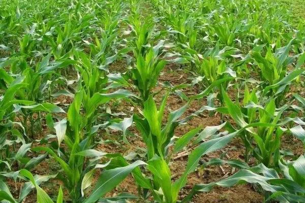 鼎优223玉米品种简介，密度5000株/亩左右