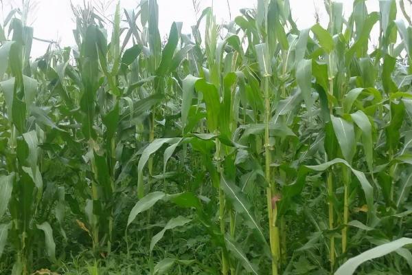 富尔326玉米种子特点,密度5000株/亩左右