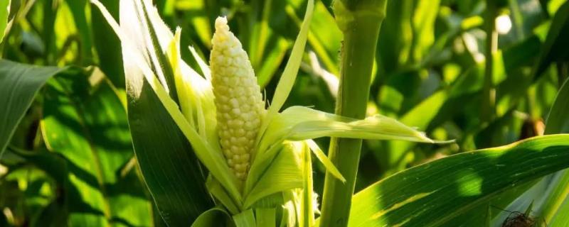 农玉321玉米种子介绍，苗期注意防治地下害虫