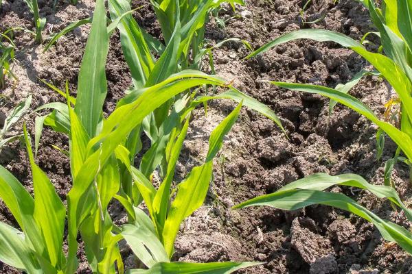 郑彭966玉米品种的特性，注意防治灰斑病和丝黑穗病