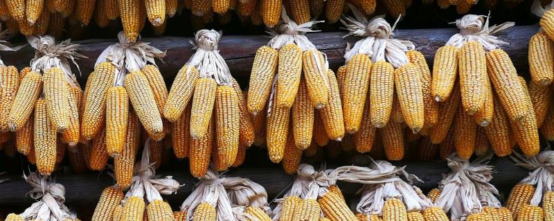 南青521玉米种子特征特性，密度4000—4500株/亩