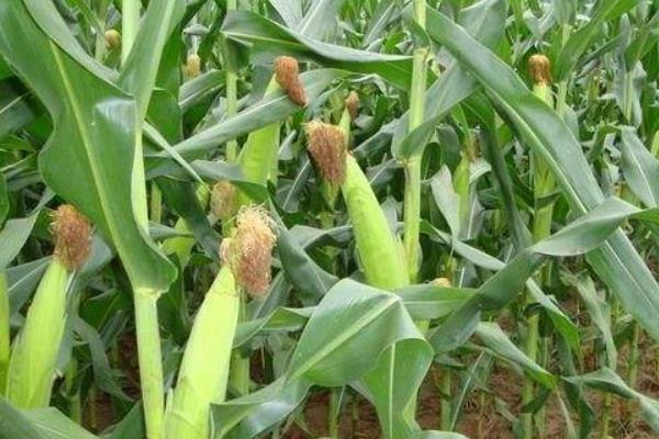 登海533K玉米种子特征特性，中抗茎腐病