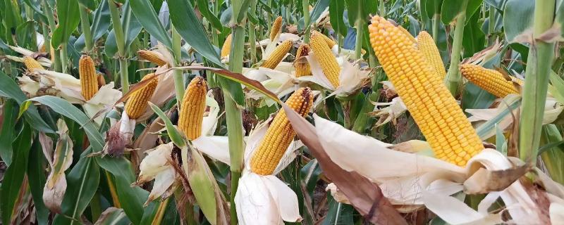 登海533K玉米种子特征特性，中抗茎腐病