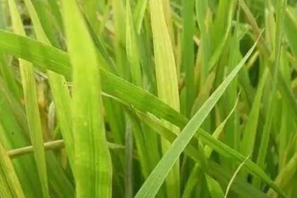 乐优洁田2023水稻品种简介,籼型三系杂交水稻品种