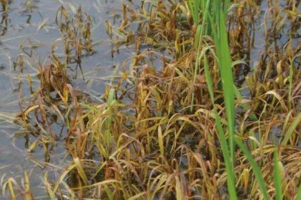 丽香优520水稻品种简介，一般6月中旬至6月下旬播种