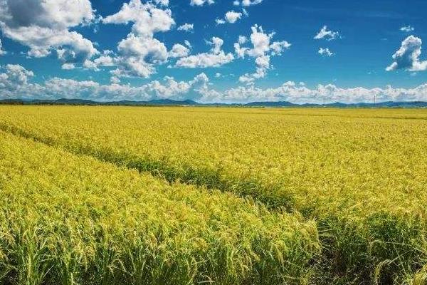 10香优龙丝苗水稻品种的特性，每亩有效穗数18.5万穗