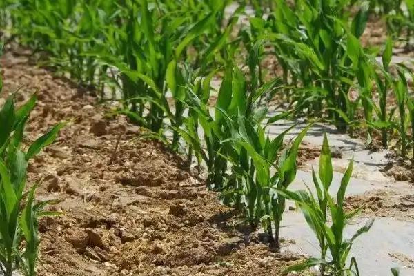 黑甜糯636玉米种子特征特性，适宜播期4月中旬至5月上旬