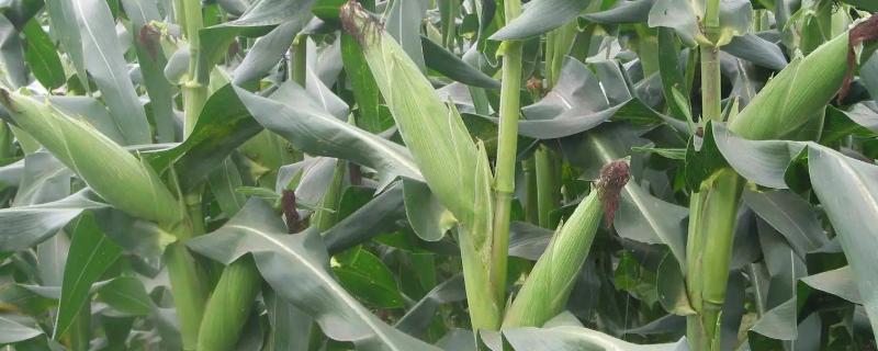 K309玉米品种的特性，中抗大斑病