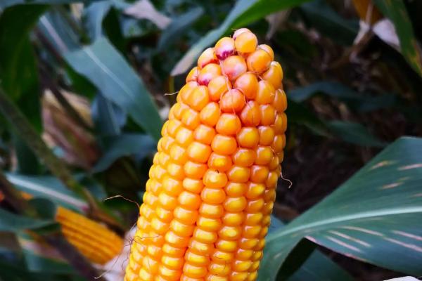 成育5号玉米品种简介,适宜播期4月下旬~5月上旬