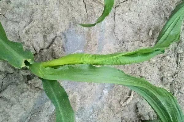 崞丰9909玉米品种的特性，中抗大斑病