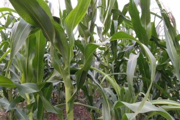 成育5号玉米品种简介,适宜播期4月下旬~5月上旬