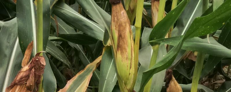 太玉F868玉米品种的特性，中抗大斑病