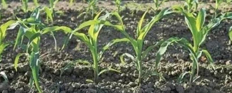 DY009玉米种子介绍，中抗茎腐病