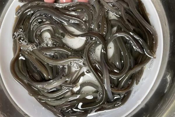 淡水鳗鱼的养殖条件，以水生昆虫、鱼、虾等动物为食