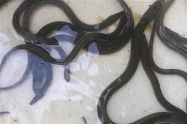 淡水鳗鱼的养殖条件，以水生昆虫、鱼、虾等动物为食