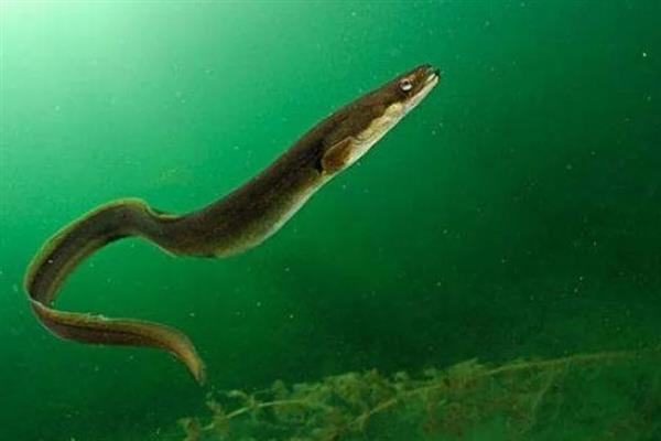 淡水鳗鱼的养殖条件，以水生昆虫、鱼、虾等动物为食
