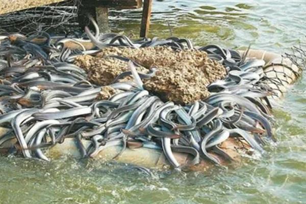 淡水鳗鱼的养殖条件，以水生昆虫、鱼、虾等动物为食