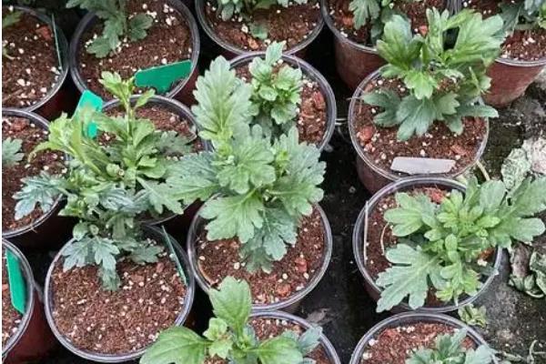 菊花老根能不能继续养殖，适合在春秋季节栽培