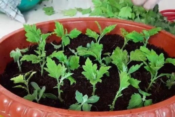 菊花老根能不能继续养殖，适合在春秋季节栽培