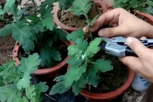 菊花老根能不能继续养殖，适合在春秋季节栽培
