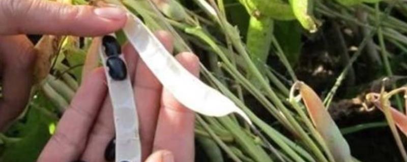 黑豆花荚脱落如何预防，首先要注意种植密度