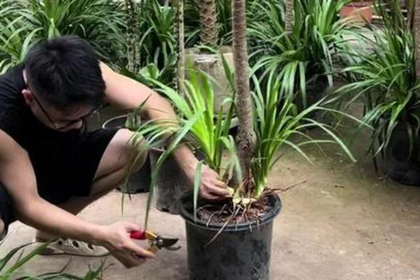 龙血树叶子能不能剪，其叶子是可以剪掉的