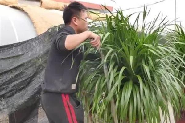 龙血树叶子能不能剪，其叶子是可以剪掉的