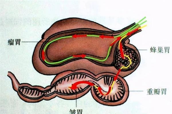 牛有多少个胃，分为瘤胃、网胃、瓣胃、皱胃