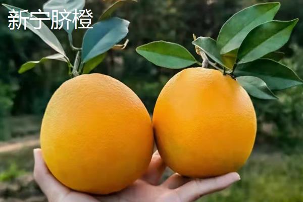 什么地方产出好吃的橙子，湖南新宁、湖南麻阳等地方产出的橙子品质较好