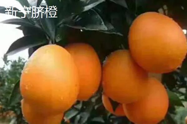 什么地方产出好吃的橙子，湖南新宁、湖南麻阳等地方产出的橙子品质较好