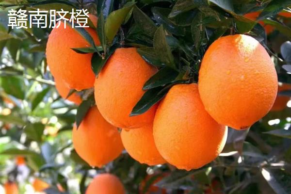 什么地方产出好吃的橙子，湖南新宁、湖南麻阳等地方产出的橙子品质较好