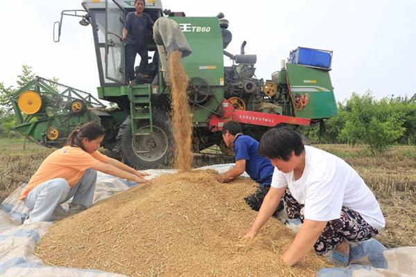 雨后收的小麦品质的变化，色泽会发生改变
